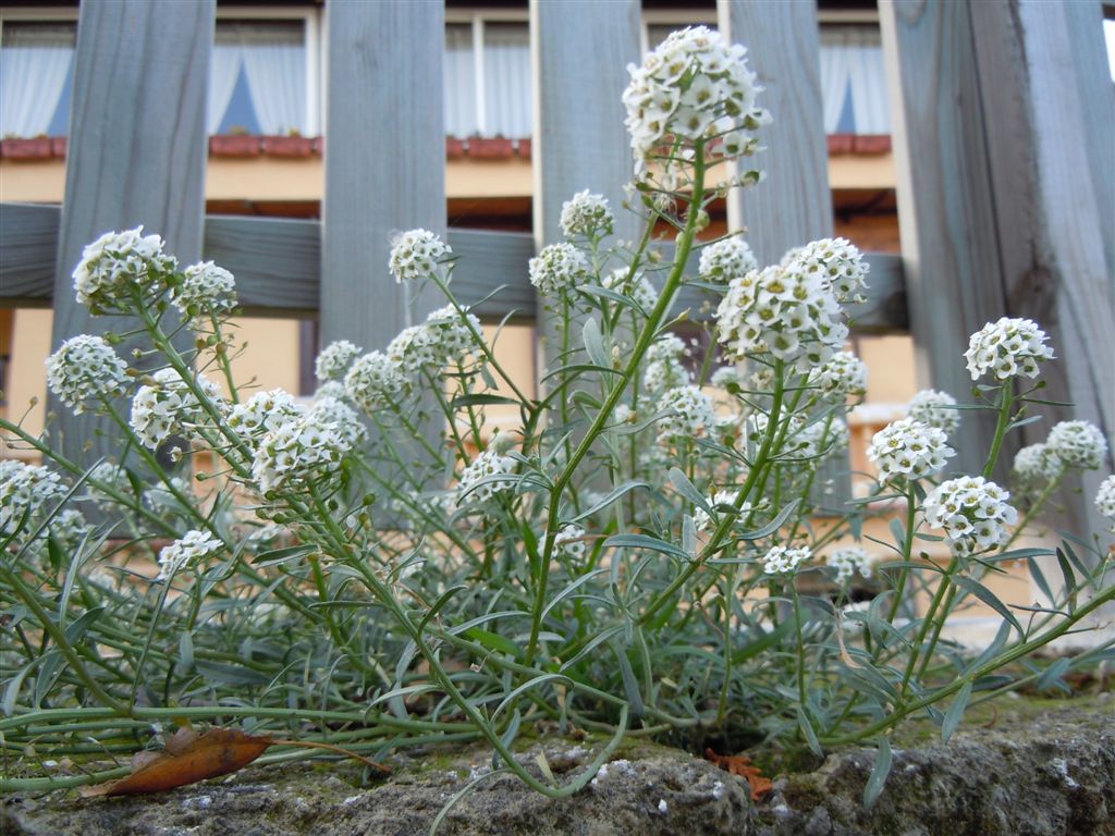 Palla di fiori - Lobularia maritima